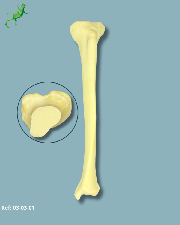 Tibia / Moyen / Gauche / Addi-CAN - Ref 03-03-01