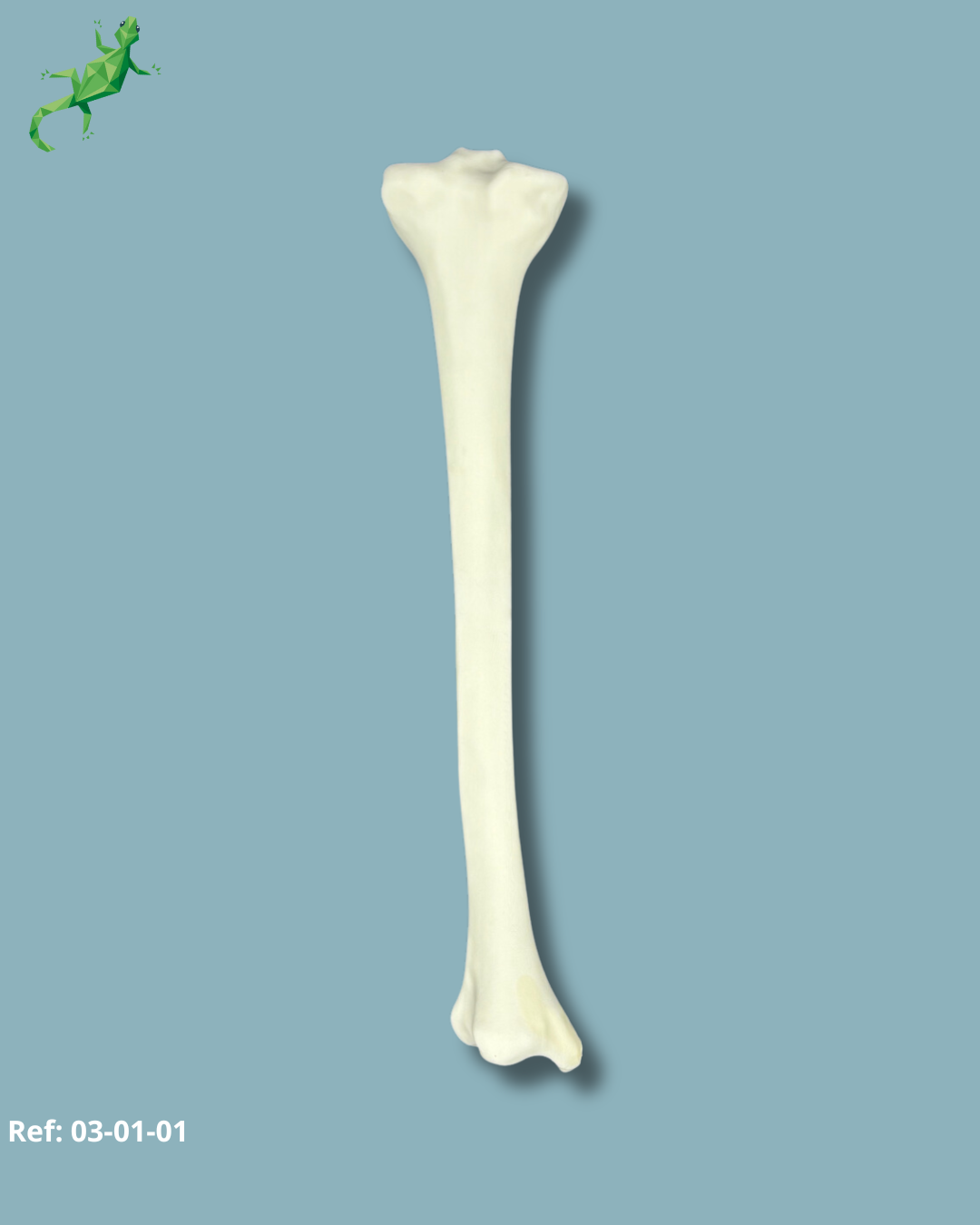 Tibia Visuel / Moyen / Gauche / Plastique solide – Ref 03-01-01