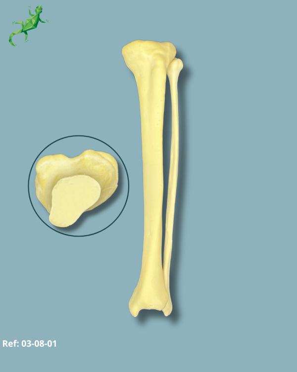 Tibia et Fibula / moyen / Addi-CAN  - Ref 03-08-01