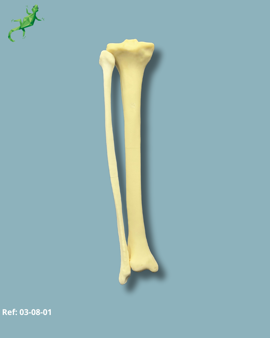 Tibia et Fibula / moyen / Addi-CAN  – Ref 03-08-01