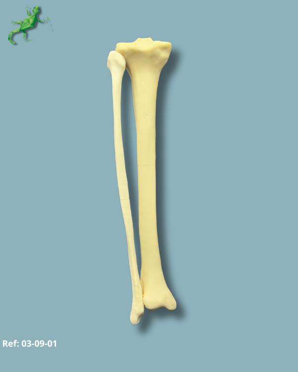 Tibia et Fibula / moyen / Addi-CORT - Ref 03-09-01 – Image 2