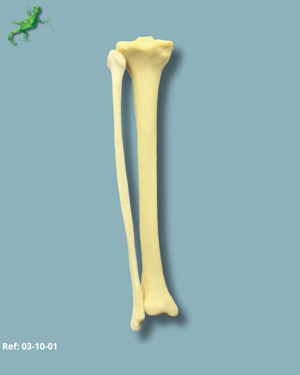 Tibia and Fibula / Addi-CORT with intramedullar canal - Ref 03-10-01 - Image 2