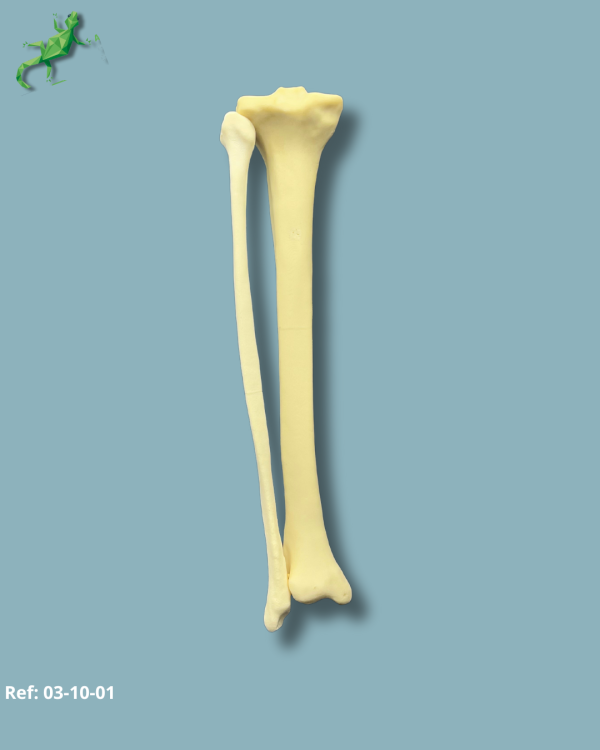 Tibia and Fibula / Addi-CAN - Ref 03-08-01 - Image 2