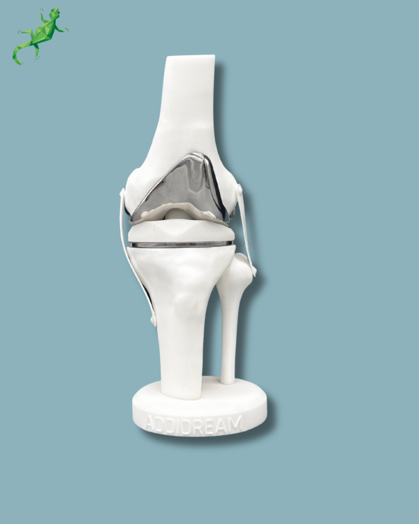 Présentoir Genou Premium Standard Plein - Ref 04-AG-01 – Image 8