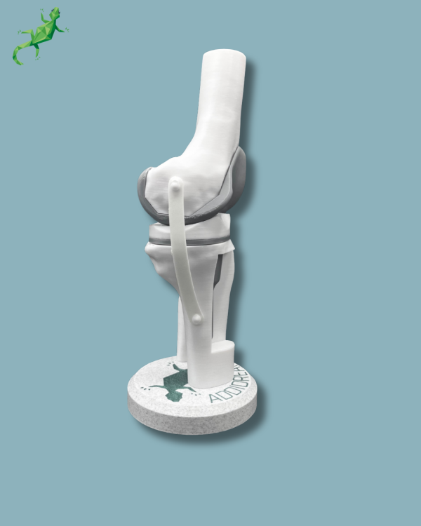 Display Knee Awareness Full with window - Ref 04-AB-01 - Image 9