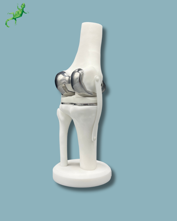 Display Knee Premium Full - Ref 04-AG-01 - Image 5