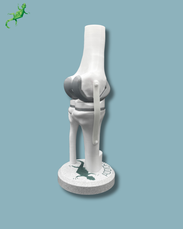 Display Knee Awareness Full with window - Ref 04-AB-01 - Image 8