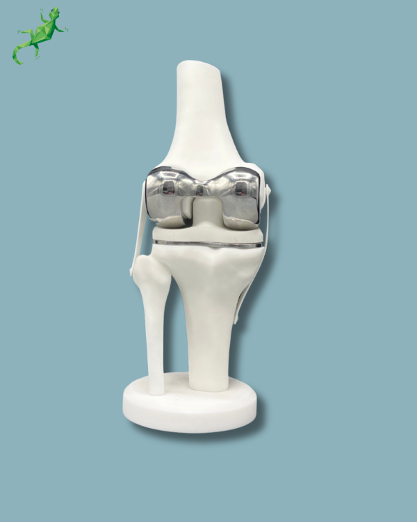 Display Knee Premium Full - Ref 04-AG-01 - Image 4
