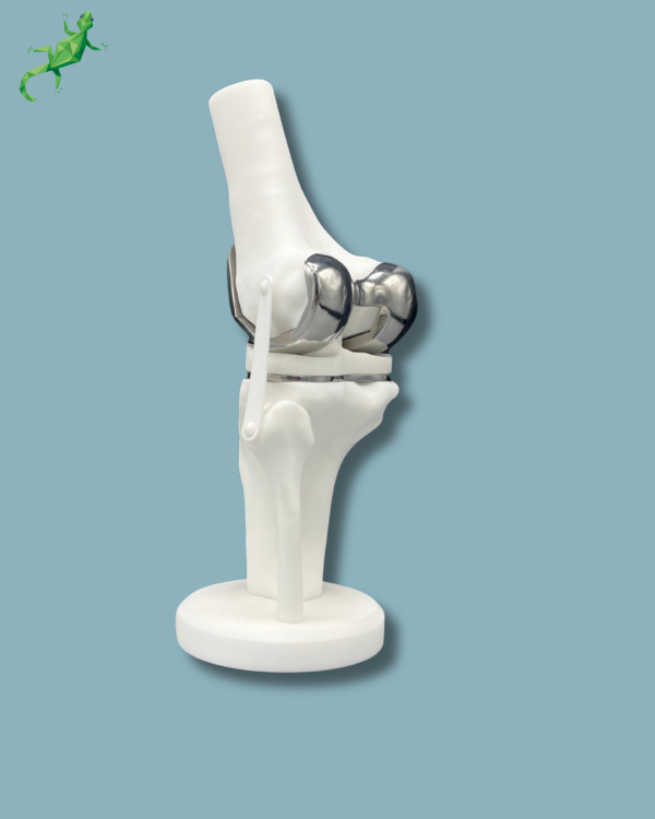 Display Knee Premium Full - Ref 04-AG-01 - Image 3