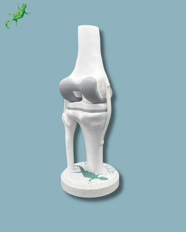 Display Knee Awareness Full with window - Ref 04-AB-01 - Image 7