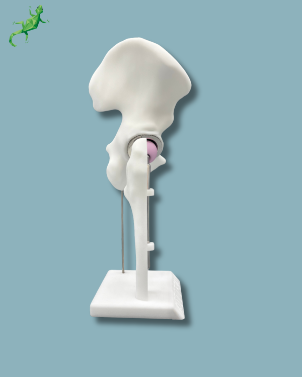 Display Hip Premium Full with cover - Ref 07-AI-01 - Image 8