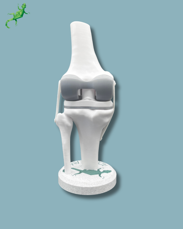 Display Knee Awareness Full with window - Ref 04-AB-01 - Image 6