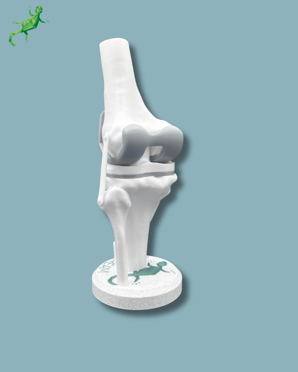 Display Knee Awareness Full with window - Ref 04-AB-01 - Image 5