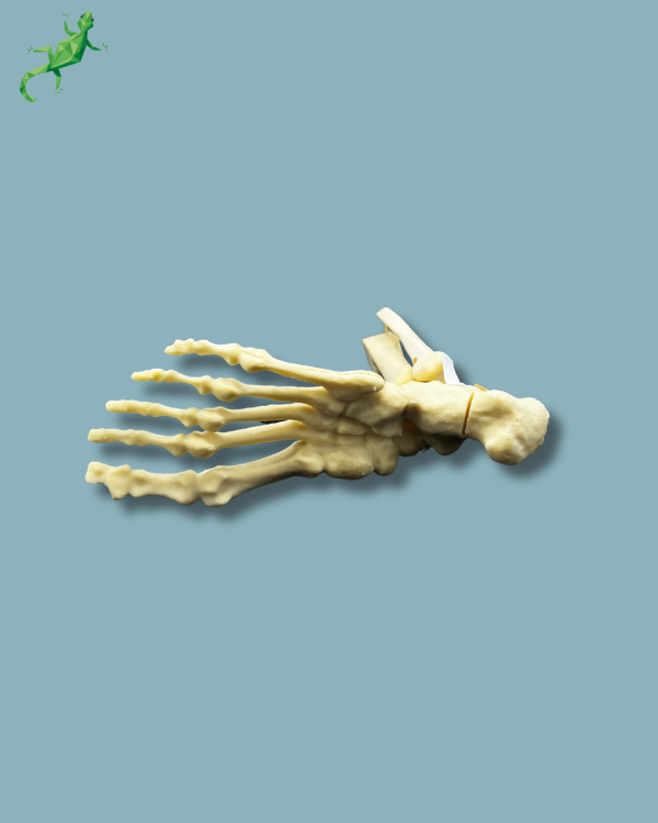 Foot-Ankle and Mid-Tibia and Fibula with fracture / Left / Addi-CAN - Ref 02-22-02 - Image 12