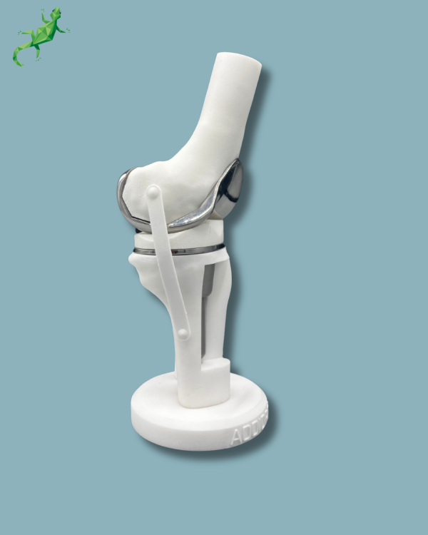 Display Knee Premium Full with window - Ref 04-AH-01 - Image 3