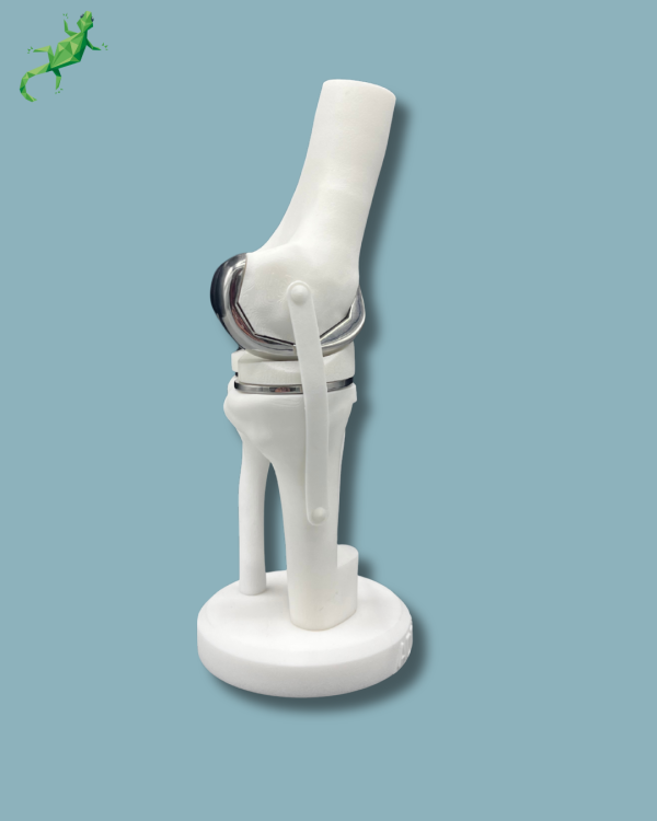 Display Knee Premium Full with window - Ref 04-AH-01 - Image 4