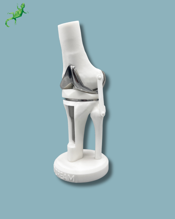 Display Knee Premium Full with window - Ref 04-AH-01 - Image 6