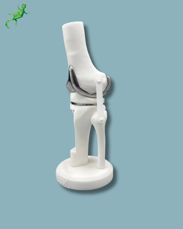 Display Knee Premium Full with window - Ref 04-AH-01 - Image 7