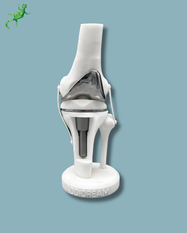 Display Knee Premium Full with window - Ref 04-AH-01 - Image 8