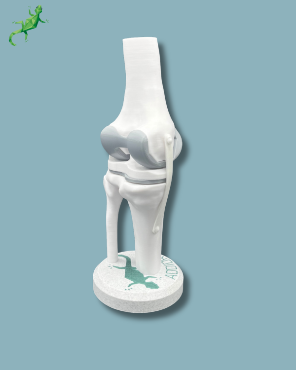 Display Knee Awareness Full - Ref 04-AA-01 - Image 8