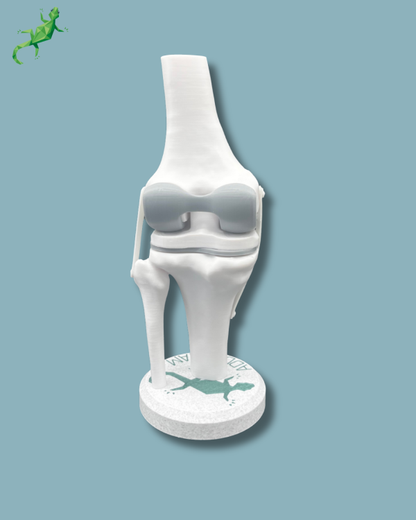 Display Knee Awareness Full - Ref 04-AA-01 - Image 7