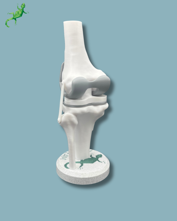 Display Knee Awareness Full - Ref 04-AA-01 - Image 6