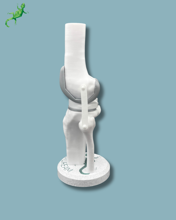 Display Knee Awareness Full - Ref 04-AA-01 - Image 4