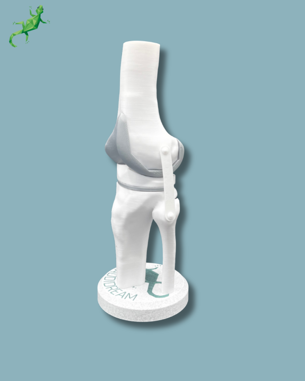 Display Knee Awareness Full - Ref 04-AA-01 - Image 3