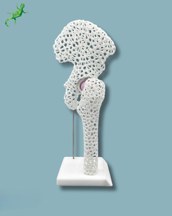 Display Hip Premium Lattice - Ref 07-AJ-01 - Image 6