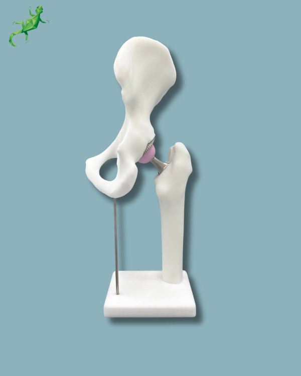 Display Hip Premium Full - Ref 07-AG-01 - Image 7