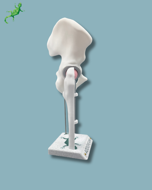 Display Hip Awareness Full with cover - Ref 07-AC-01 - Image 6