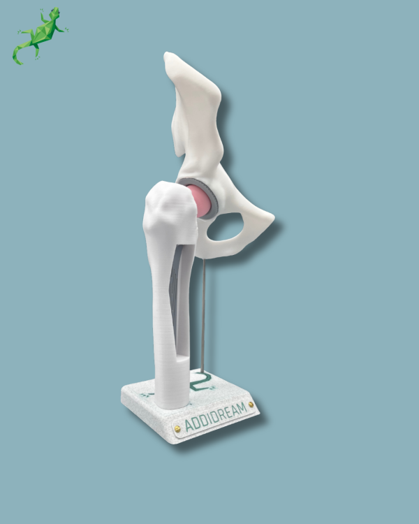 Display Hip Awareness Full with window - Ref 07-AB-01 - Image 4