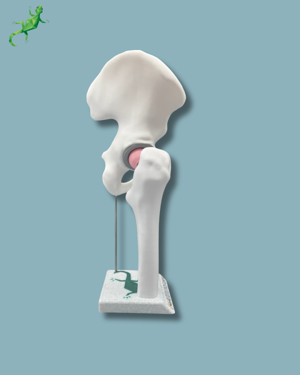 Display Hip Awareness Full - Ref 07-AA-01 - Image 6