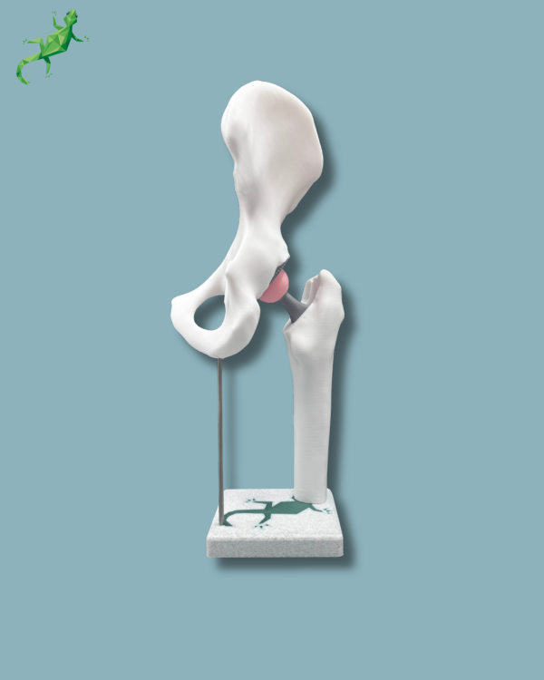 Display Hip Awareness Full - Ref 07-AA-01 - Image 5