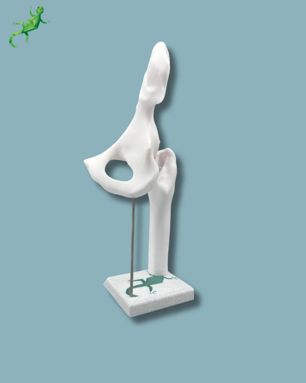 Display Hip Awareness Full - Ref 07-AA-01 - Image 4