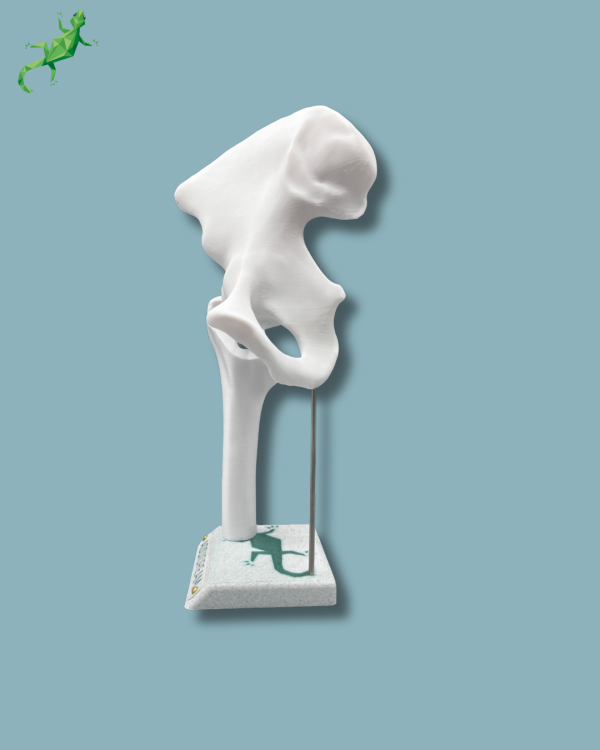 Présentoir Hanche Sensibilisation Plein - Ref 07-AA-01 – Image 3