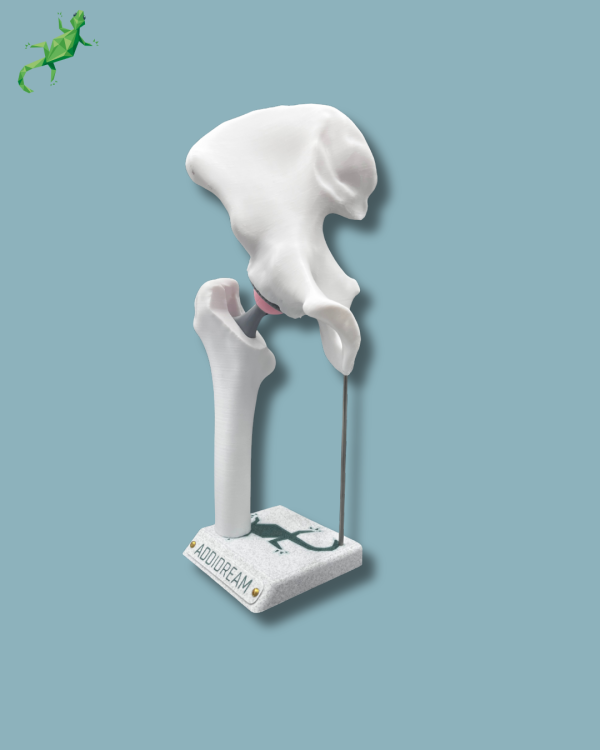 Display Hip Awareness Full - Ref 07-AA-01 - Image 2