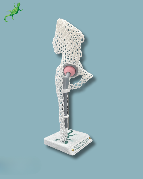 Display Hip Awareness Lattice with cover - Ref 07-AF-01 - Image 4