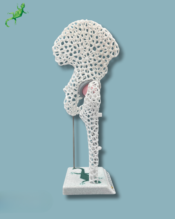 Display Hip Awareness Lattice with cover - Ref 07-AF-01 - Image 5