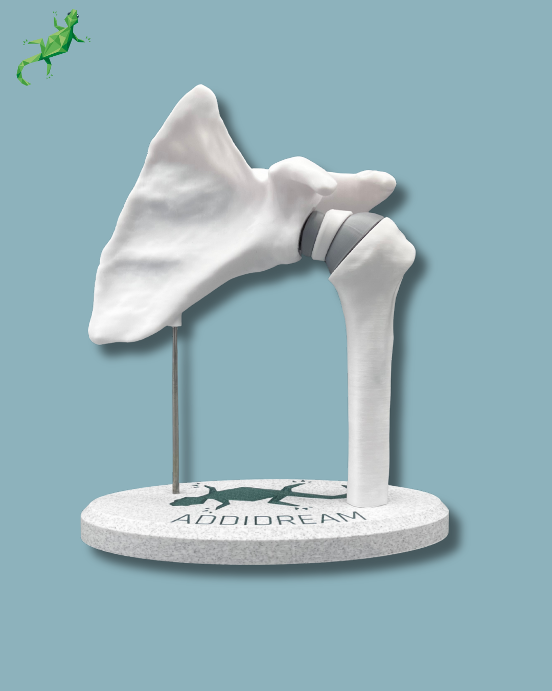 Display Shoulder Awareness Full – Ref 17-AA-01