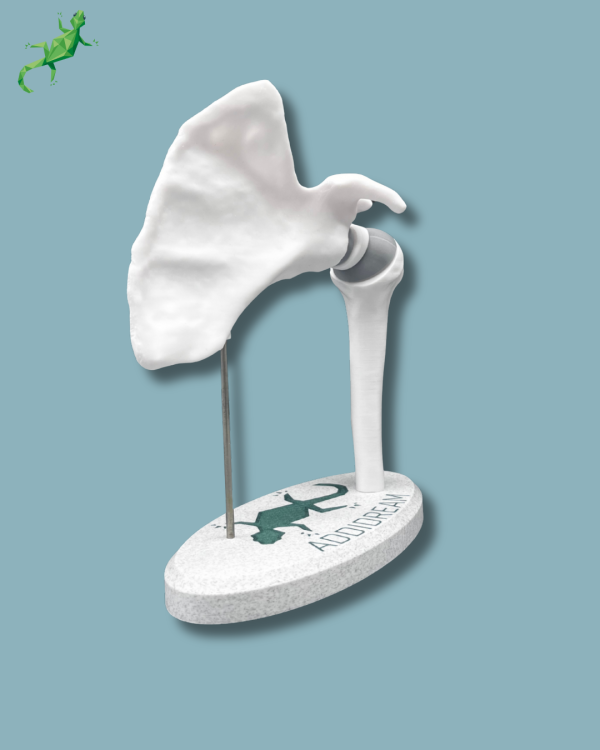 Présentoir Épaule Sensibilisation Plein - Ref 17-AA-01 – Image 8
