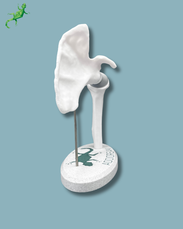 Présentoir Épaule Sensibilisation Plein - Ref 17-AA-01 – Image 7