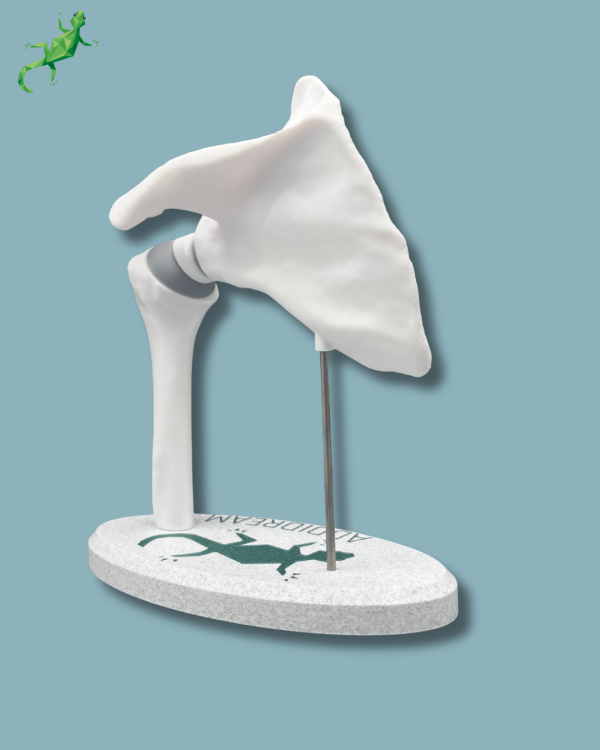 Présentoir Épaule Sensibilisation Plein - Ref 17-AA-01 – Image 6