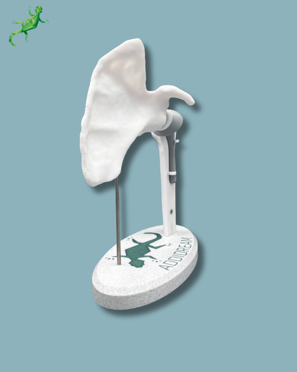 Display Shoulder Awareness Full with Cover - Ref 17-AC-01 - Image 4