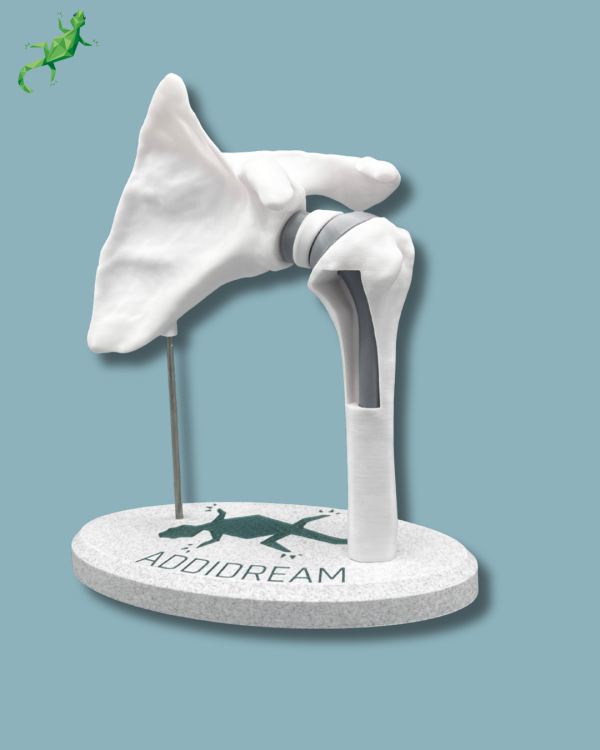 Display Shoulder Awareness Full with window - Ref 17-AB-01 - Image 8