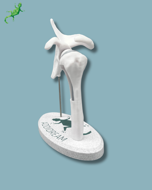 Display Shoulder Awareness Full with window - Ref 17-AB-01 - Image 6