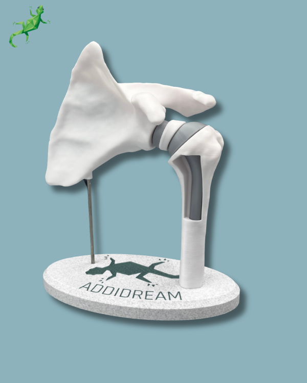 Display Shoulder Awareness Full with window - Ref 17-AB-01 - Image 4