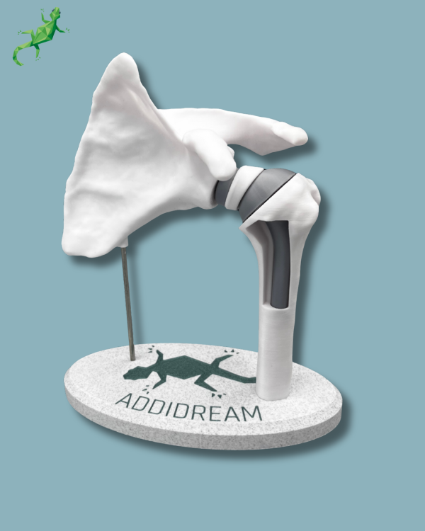 Display Shoulder Awareness Full with window - Ref 17-AB-01 - Image 3