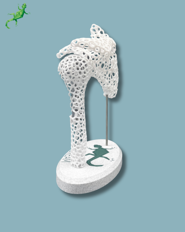 Display Shoulder Awareness Lattice with window - Ref 17-AD-01 - Image 8