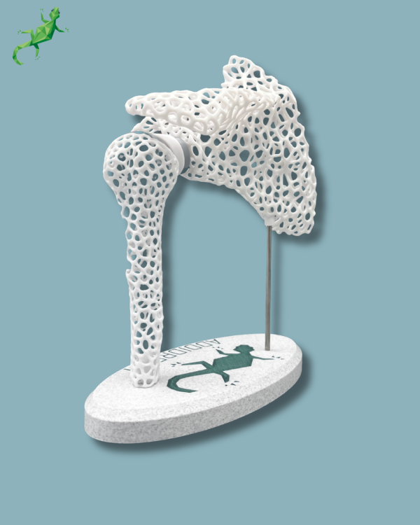 Display Shoulder Awareness Lattice with window - Ref 17-AD-01 - Image 7
